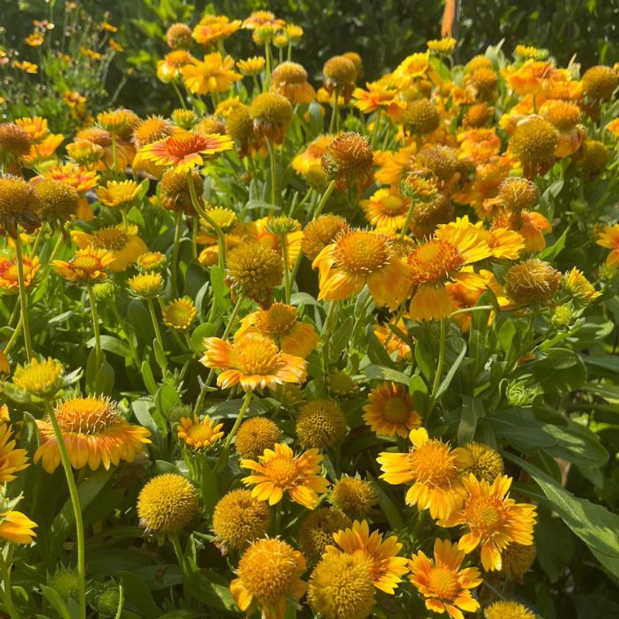 Gaillardia aristata - Kokárdavirág Gaillardia aristata - Kokárdavirág