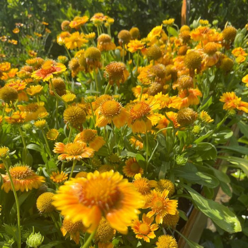 Gaillardia aristata - Kokárdavirág Gaillardia aristata - Kokárdavirág