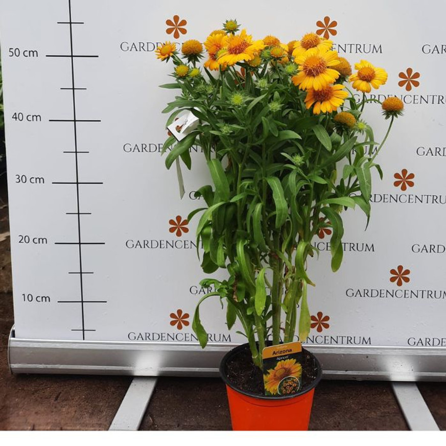 Gaillardia aristata - Kokárdavirág Gaillardia aristata - Kokárdavirág