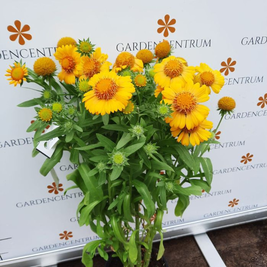 Gaillardia aristata - Kokárdavirág Gaillardia aristata - Kokárdavirág