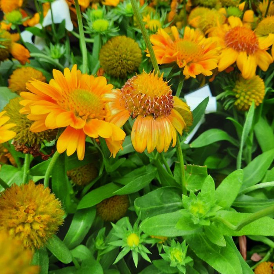 Gaillardia aristata - Kokárdavirág Gaillardia aristata - Kokárdavirág