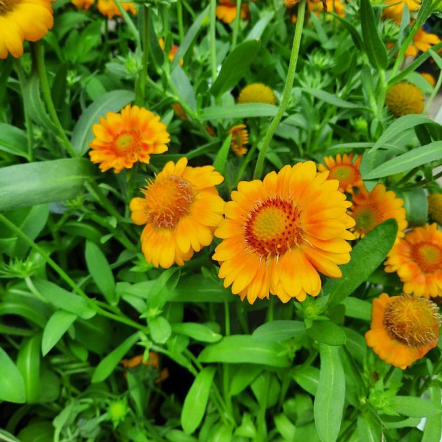 Gaillardia aristata - Kokárdavirág Gaillardia aristata - Kokárdavirág
