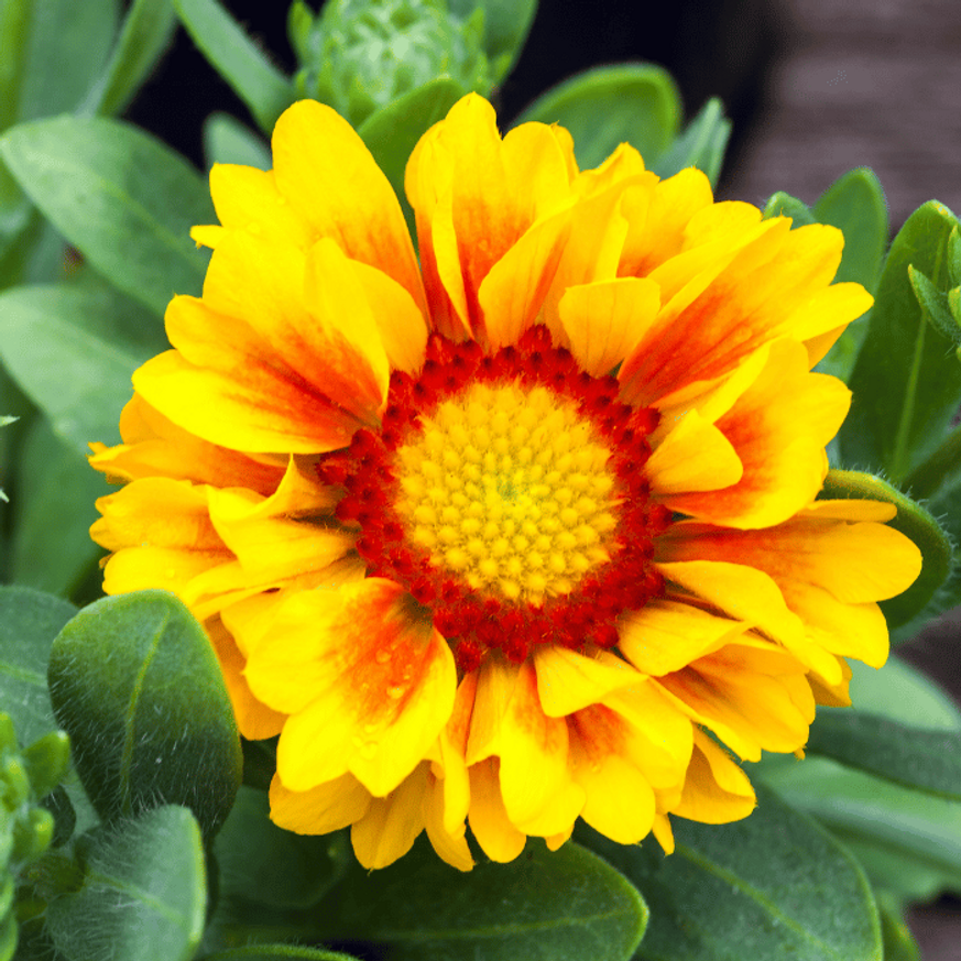 Gaillardia aristata - Kokárdavirág