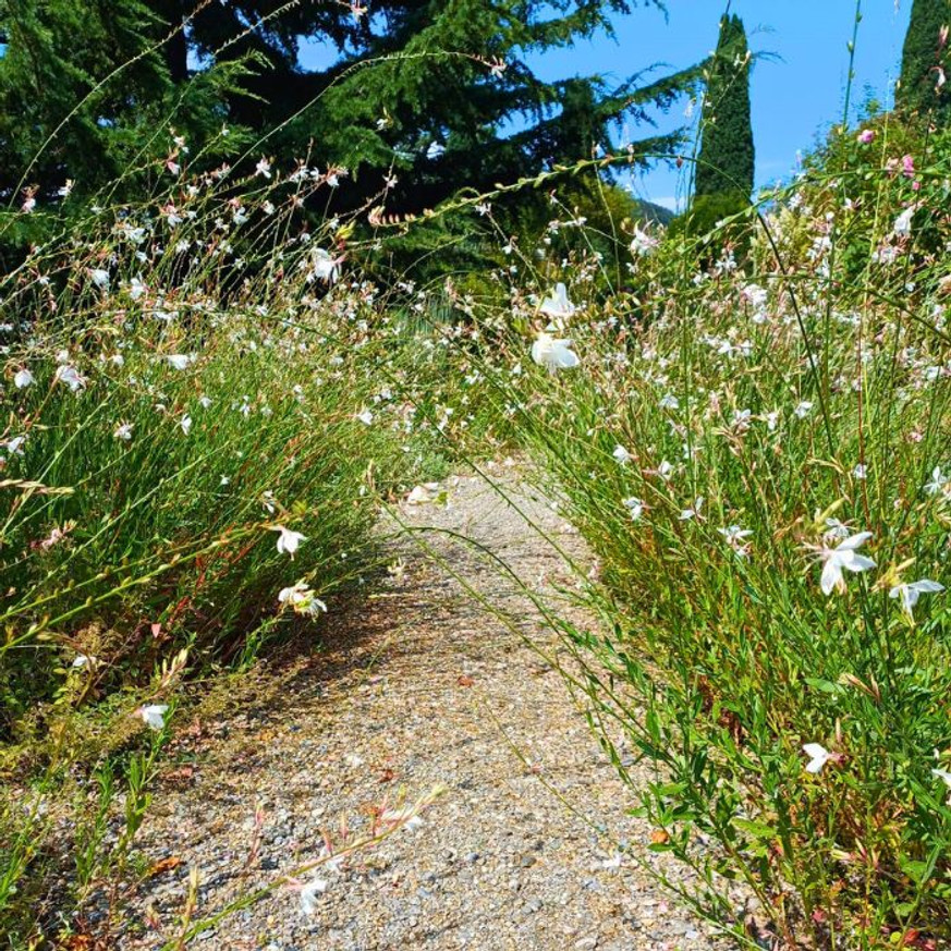 Gaura lindheimeri - Fehér évelő díszgyertya Gaura lindheimeri - Fehér évelő díszgyertya