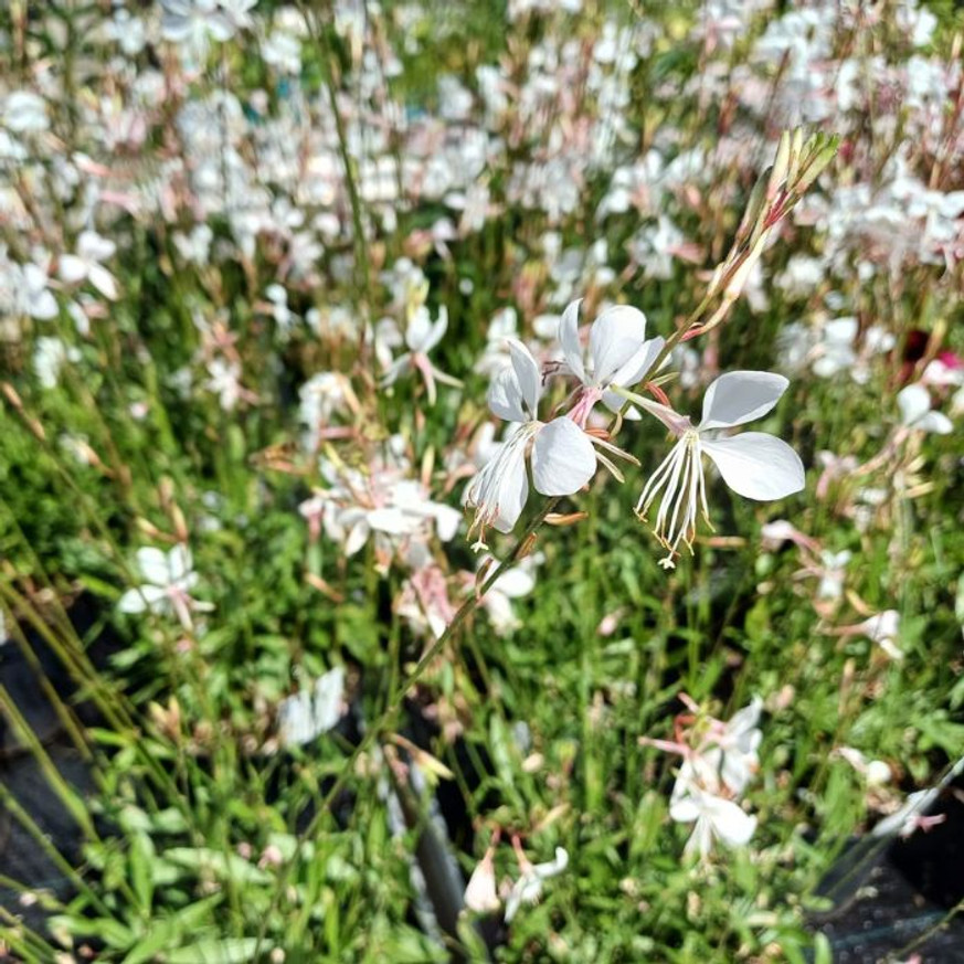 Gaura lindheimeri - Fehér évelő díszgyertya Gaura lindheimeri - Fehér évelő díszgyertya