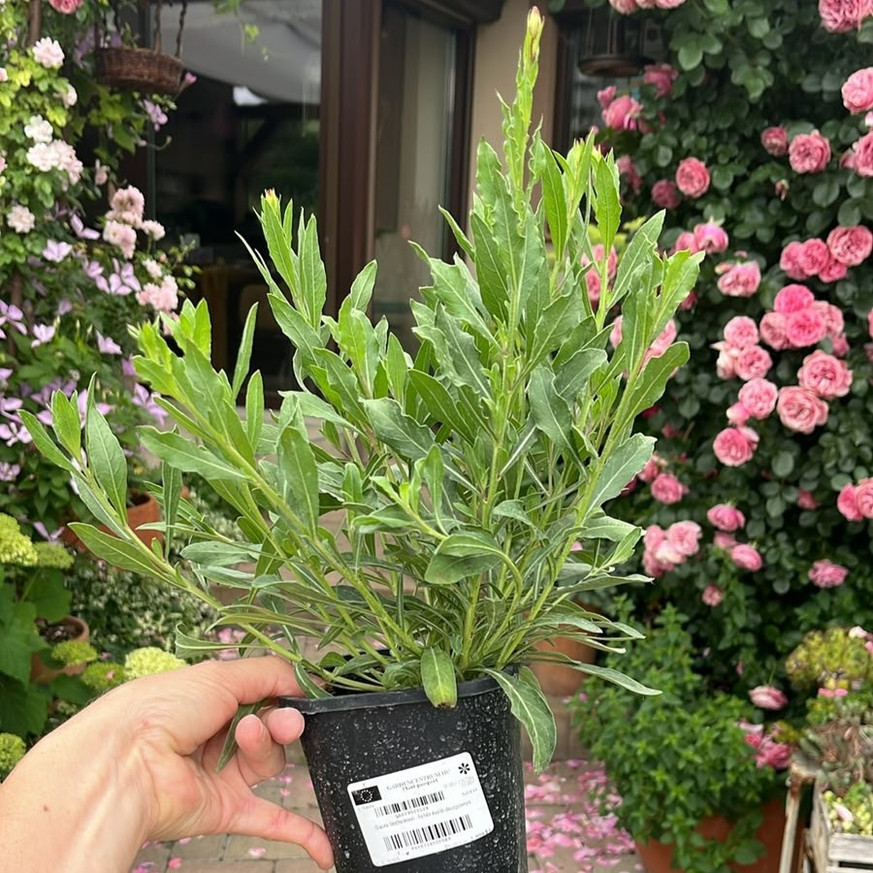 Gaura lindheimeri - Fehér évelő díszgyertya Gaura lindheimeri - Fehér évelő díszgyertya