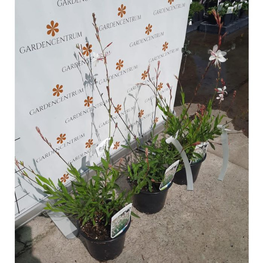 Gaura lindheimeri - Fehér évelő díszgyertya Gaura lindheimeri - Fehér évelő díszgyertya