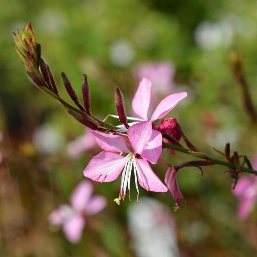 Gaura Siskiyou Pink - Rózsaszín díszgyertya Gaura Siskiyou Pink - Rózsaszín díszgyertya