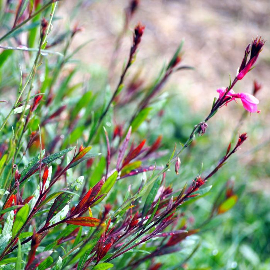 Gaura Siskiyou Pink - Rózsaszín díszgyertya Gaura Siskiyou Pink - Rózsaszín díszgyertya