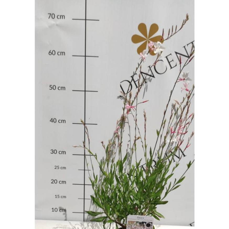 Gaura lindheimeri - Fehér évelő díszgyertya Gaura lindheimeri - Fehér évelő díszgyertya