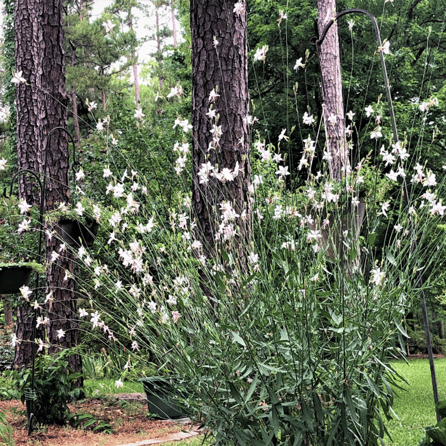 Gaura lindheimeri - Fehér évelő díszgyertya Gaura lindheimeri - Fehér évelő díszgyertya