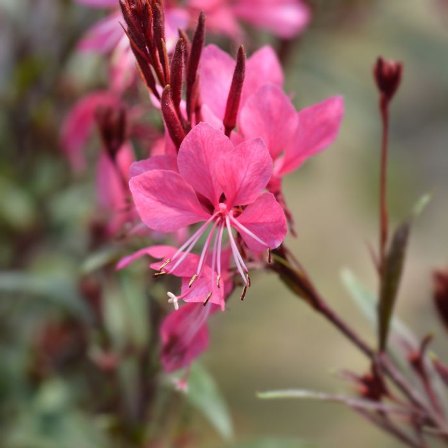 Gaura lindheimeri - Rózsaszín évelő díszgyertya