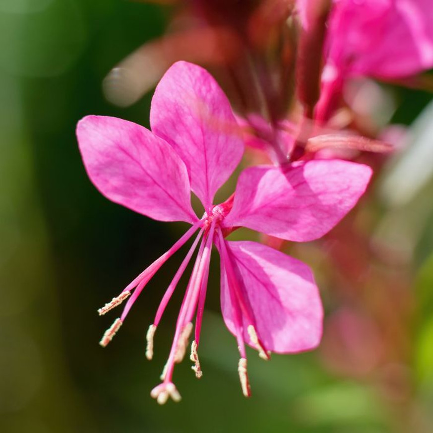 Gaura lindheimeri - Rózsaszín évelő díszgyertya