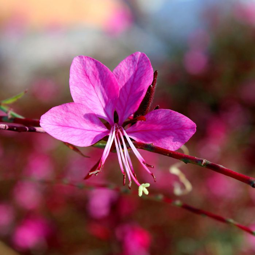 Gaura lindheimeri - Rózsaszín évelő díszgyertya