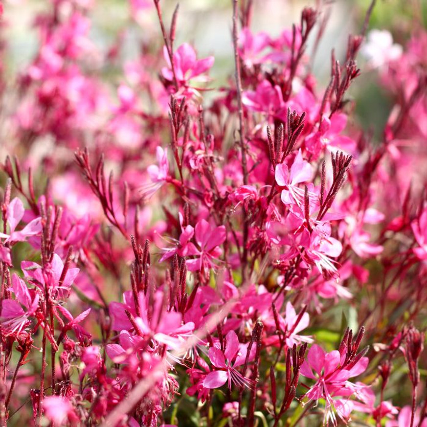 Gaura lindheimeri - Rózsaszín évelő díszgyertya