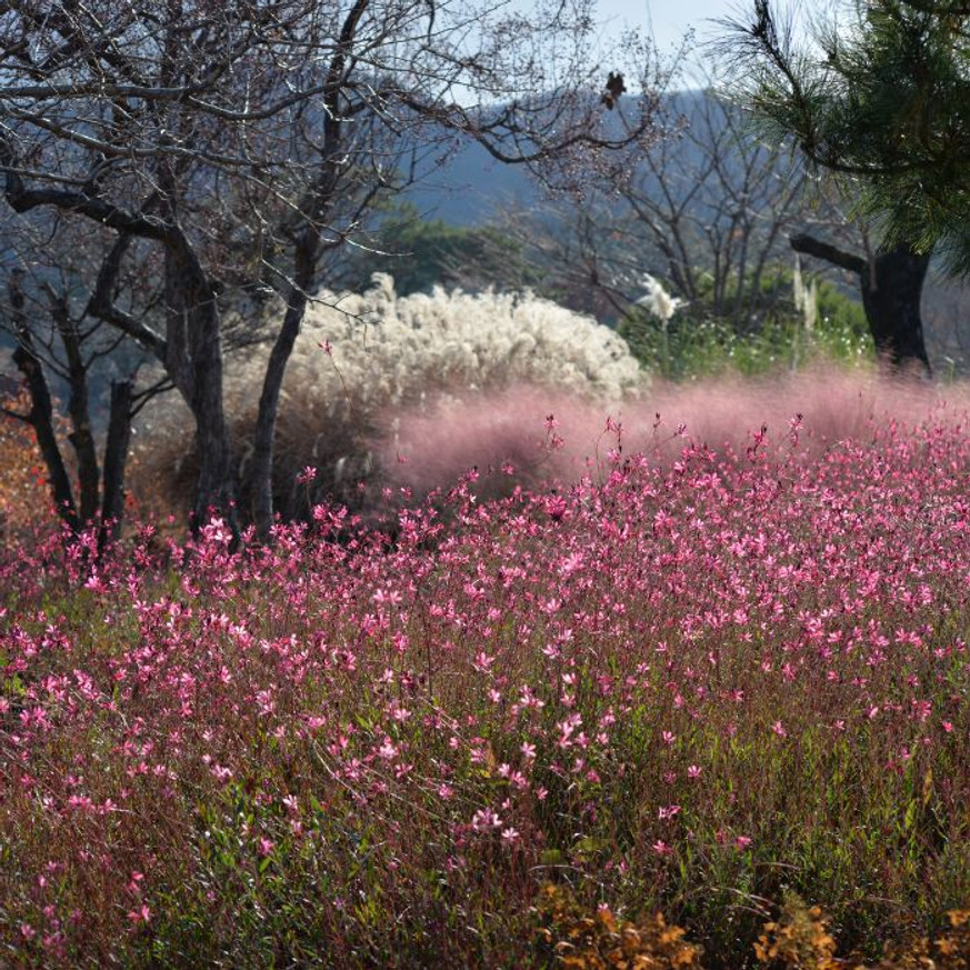 Gaura lindheimeri - Rózsaszín évelő díszgyertya
