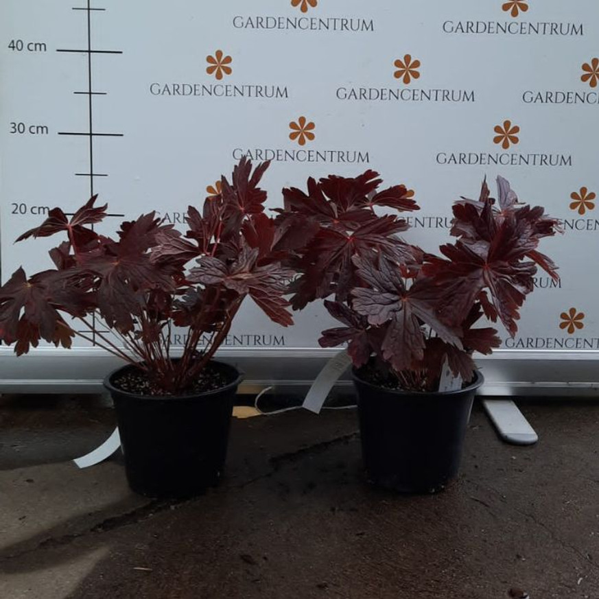 Geranium maculatum CS14 - Bordó levelű gólyaorr