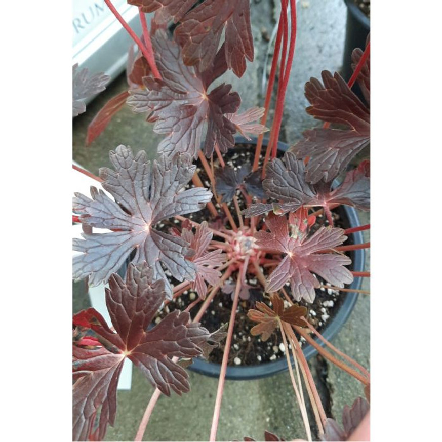 Geranium maculatum CS14 - Bordó levelű gólyaorr