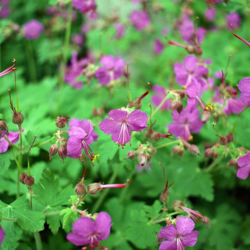 Geranium macrorrhizum CS9 - Illatos gólyaorr