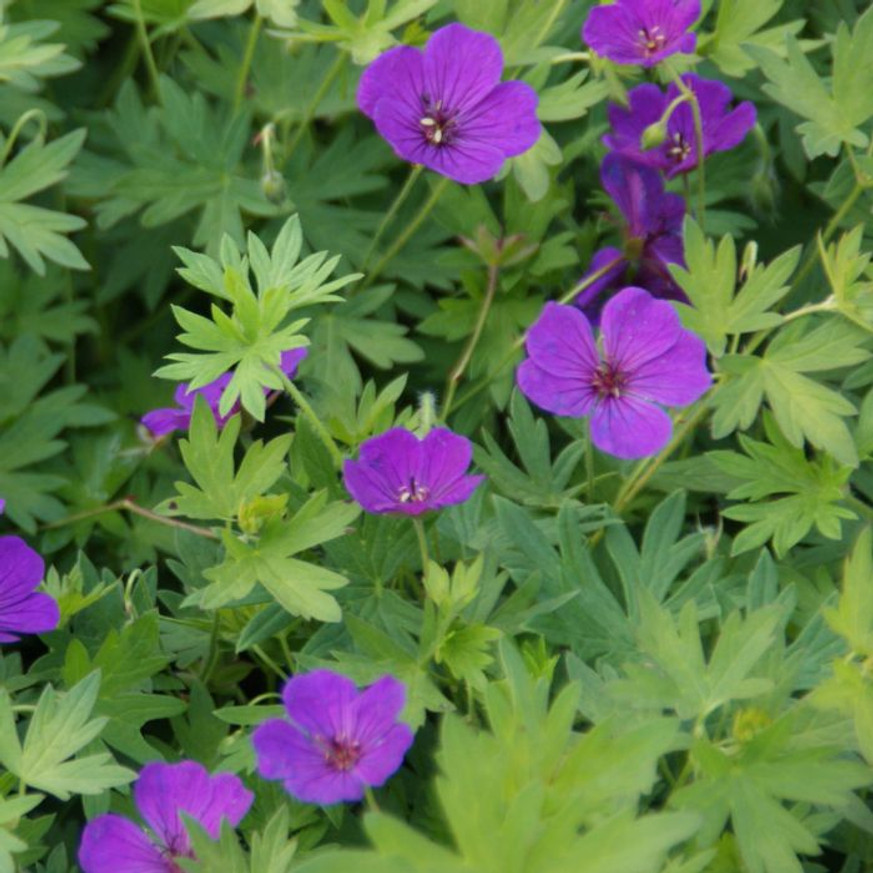 Geranium sanguineum Tiny Monster - Lila virágszínű gólyaorr Geranium sanguineum Tiny Monster - Lila virágszínű gólyaorr