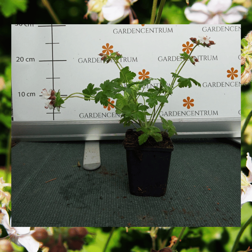 Geranium cantabrigense CS9 - Fehér virágzatú angol gólyaorr Geranium cantabrigense CS9 - Fehér virágzatú angol gólyaorr