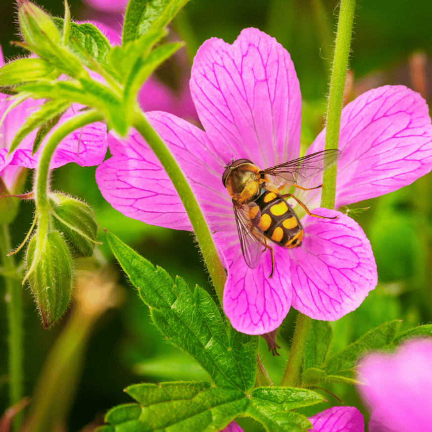 Geranium cantabrigense Cambridge - Angol gólyaorr