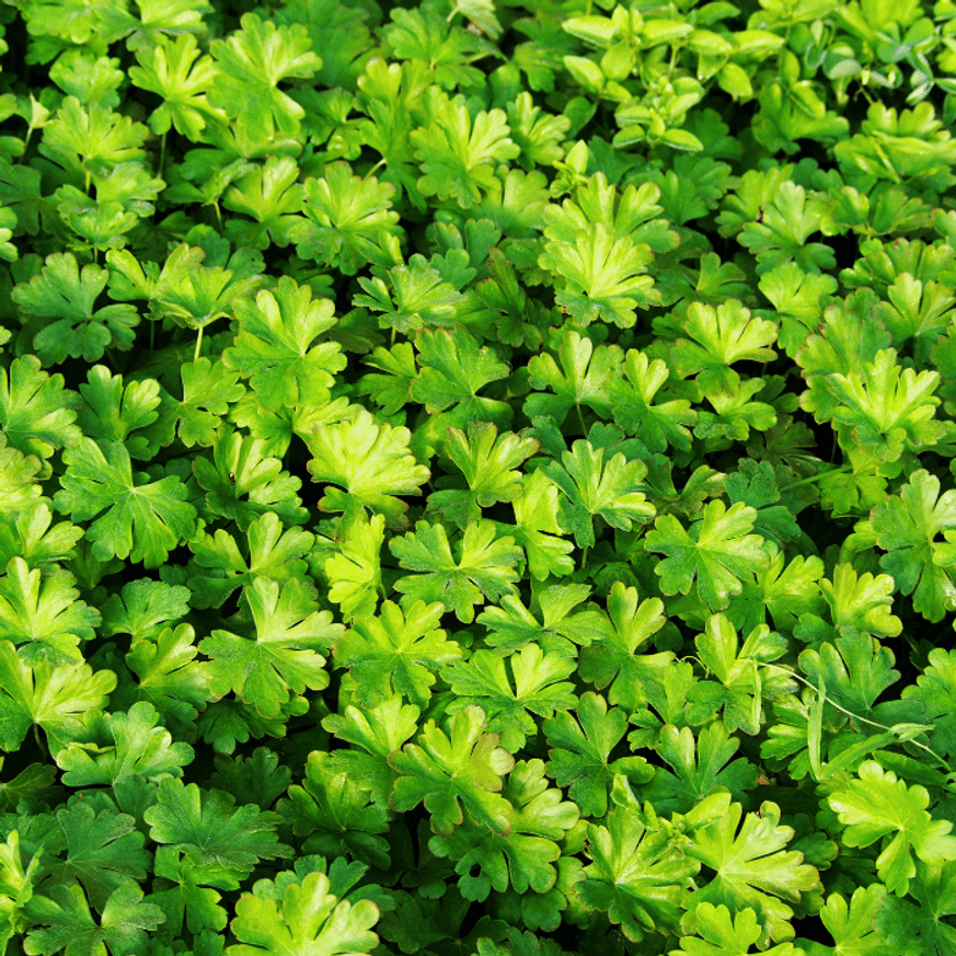 Geranium cantabrigense Cambridge - Angol gólyaorr Geranium cantabrigense Cambridge - Angol gólyaorr