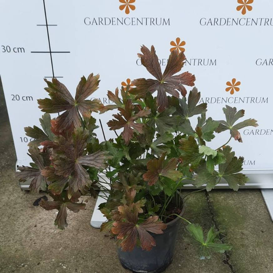 Geranium maculatum CS14 - Bordó levelű gólyaorr