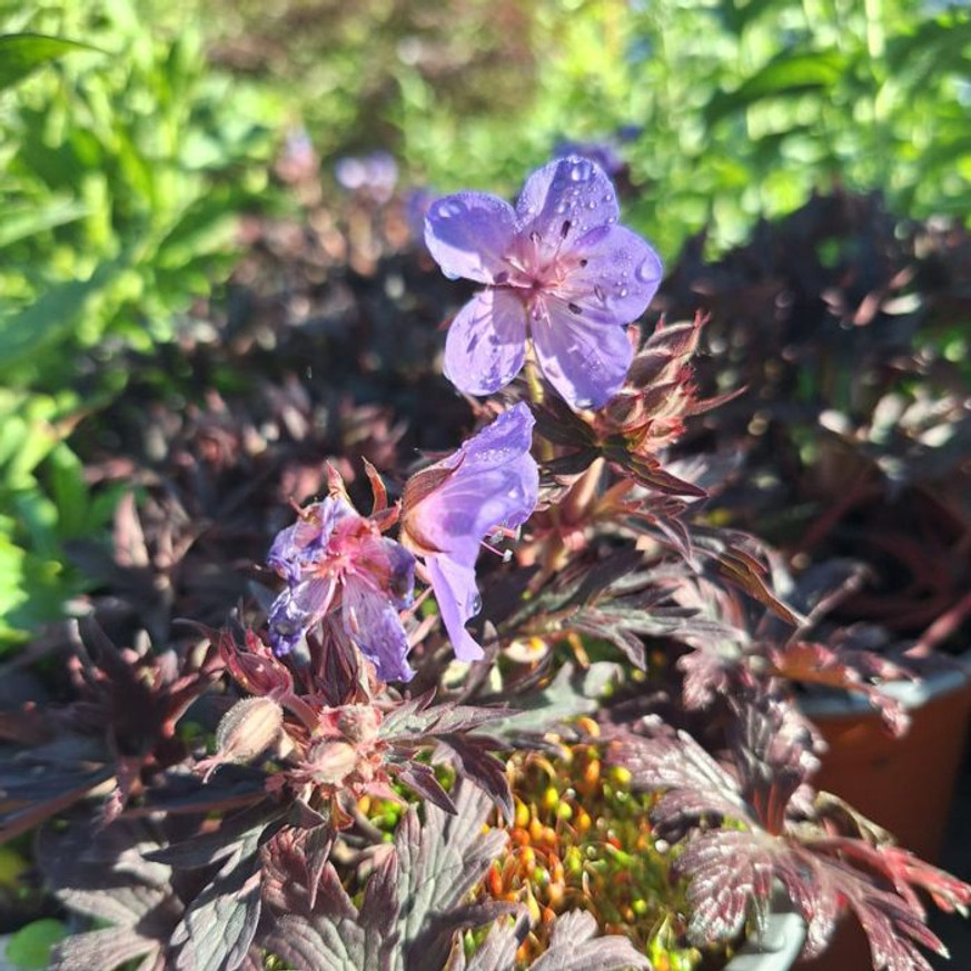 Geranium maculatum CS14 - Bordó levelű gólyaorr