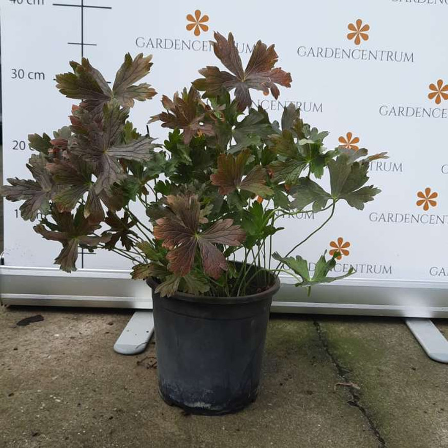 Geranium maculatum CS14 - Bordó levelű gólyaorr