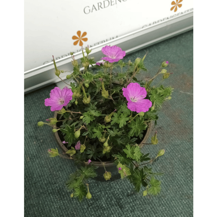 Geranium sanguineum Max Frei - Alacsony gólyaorr Geranium sanguineum Max Frei - Alacsony gólyaorr
