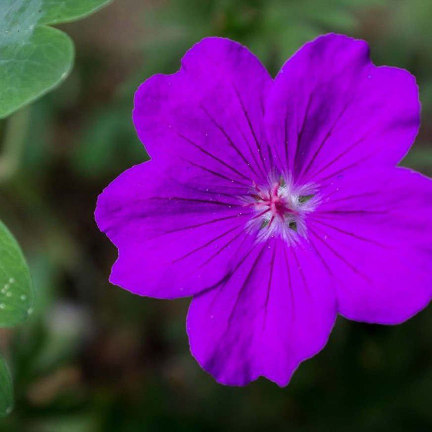 Geranium sanguineum Tiny Monster - Lila virágszínű gólyaorr