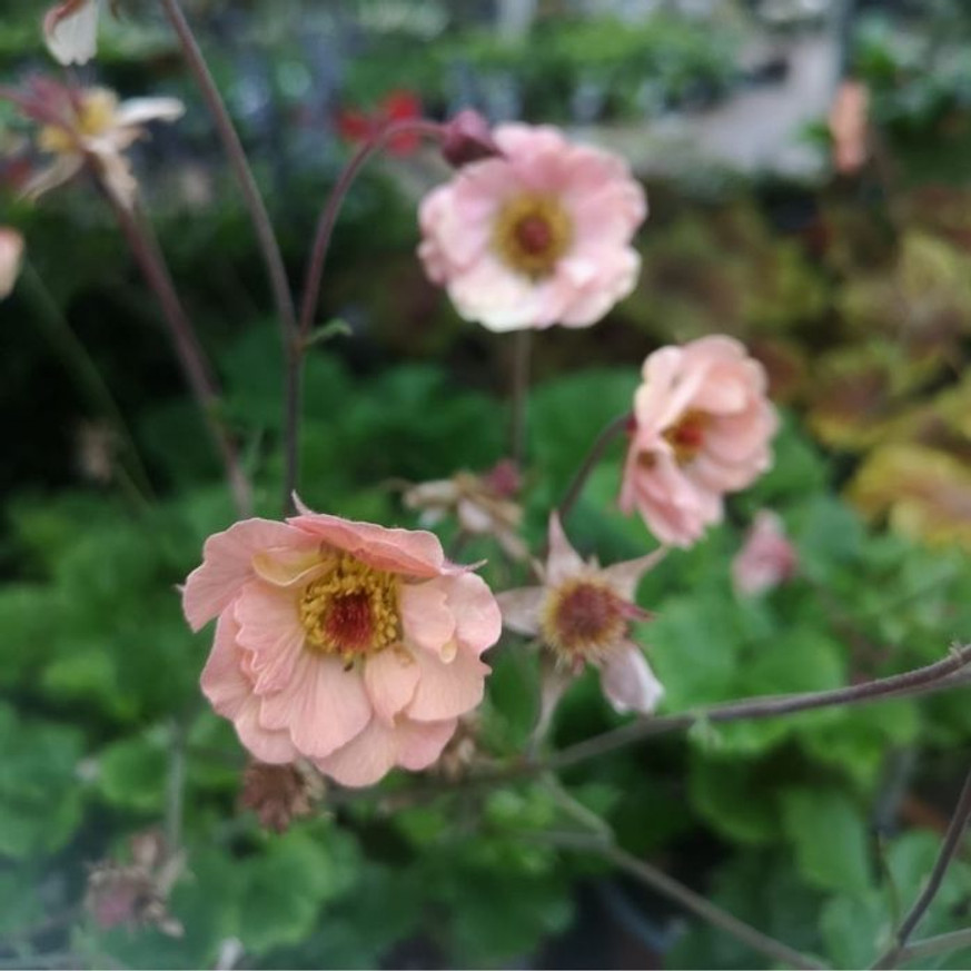 Geum Mai Tai - Gyömbérgyökér