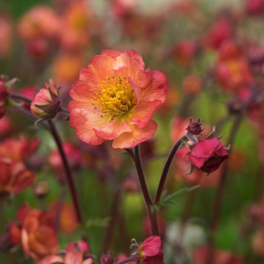 Geum Mango Lassi - Gyömbérgyökér