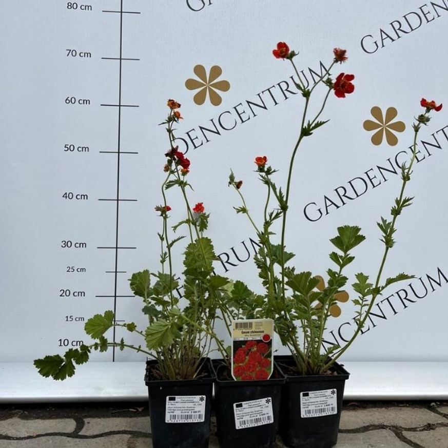Geum sp - Teltvirágú piros gyömbérgyökér Geum sp - Teltvirágú piros gyömbérgyökér