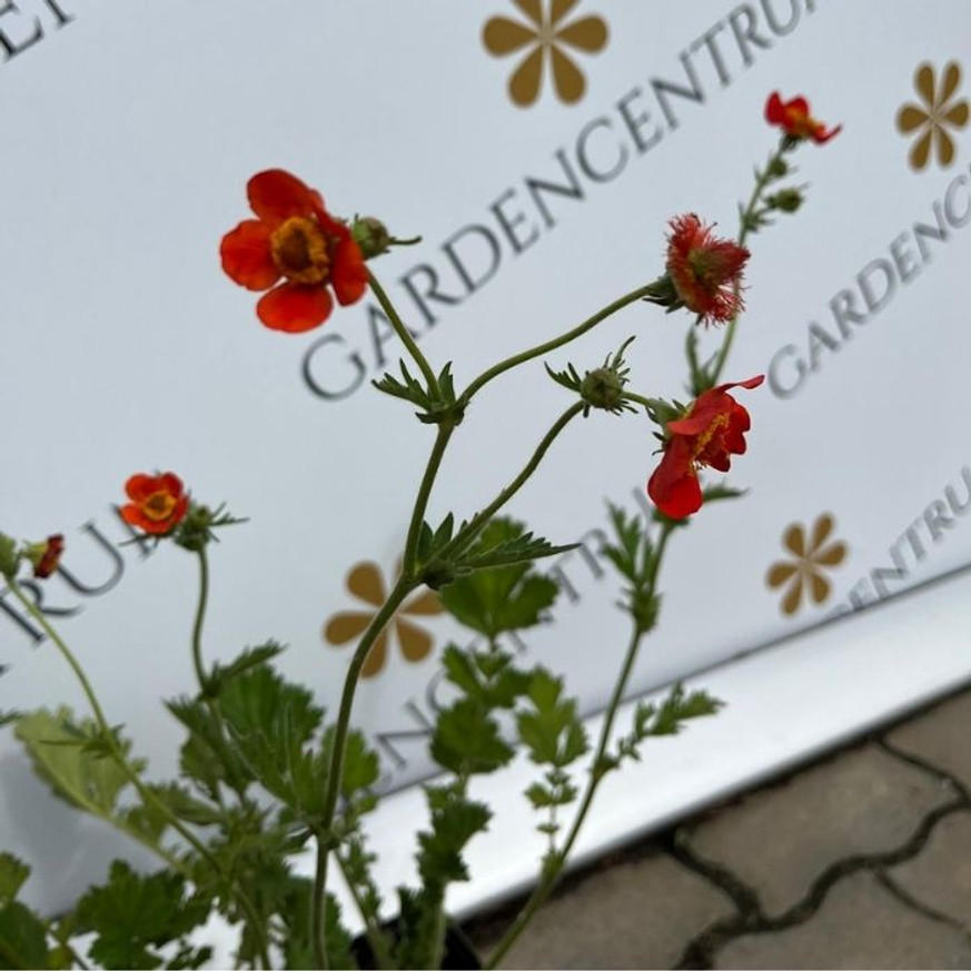 Geum sp - Teltvirágú piros gyömbérgyökér Geum sp - Teltvirágú piros gyömbérgyökér