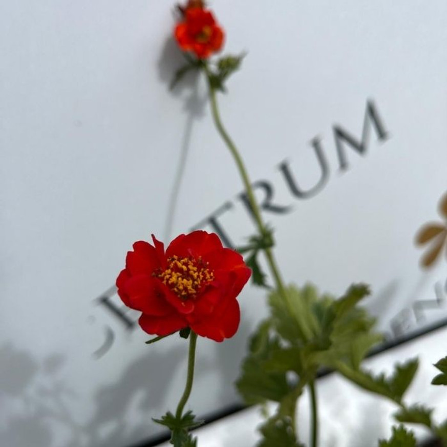 Geum sp - Teltvirágú piros gyömbérgyökér Geum sp - Teltvirágú piros gyömbérgyökér