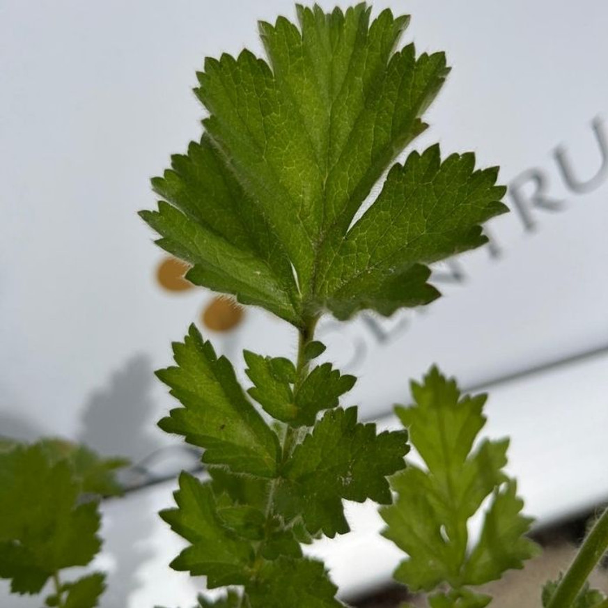 Geum sp - Teltvirágú piros gyömbérgyökér Geum sp - Teltvirágú piros gyömbérgyökér