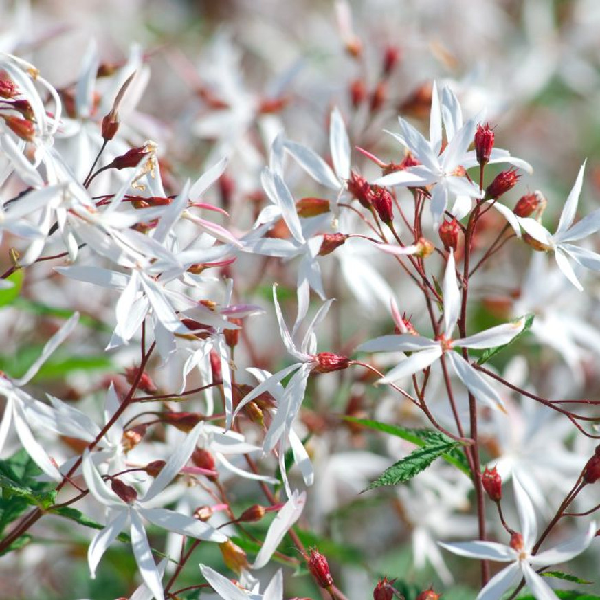 Gillenia trifoliata - Hármaslevelű indiánrózsa Gillenia trifoliata - Hármaslevelű indiánrózsa