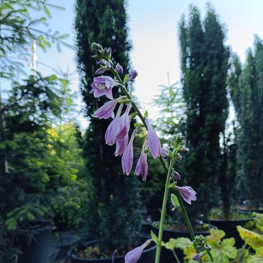 Hosta Golden Tiara CS14 - Árnyékliliom Hosta Golden Tiara CS14 - Árnyékliliom