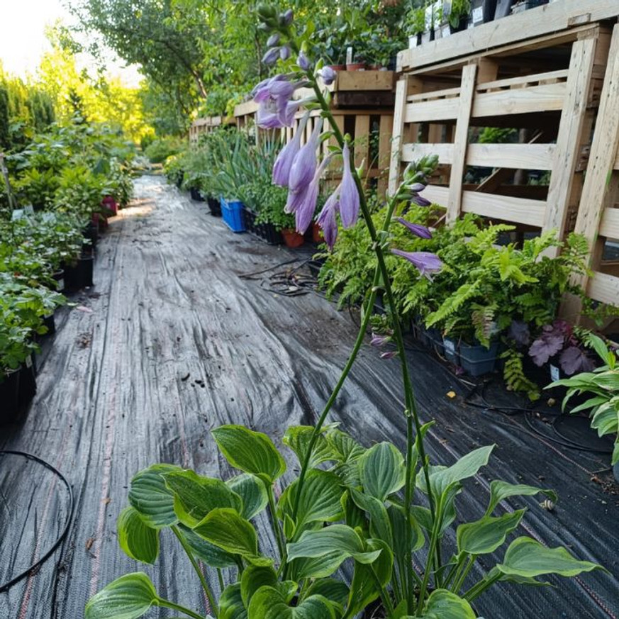 Hosta Golden Tiara CS14 - Árnyékliliom Hosta Golden Tiara CS14 - Árnyékliliom