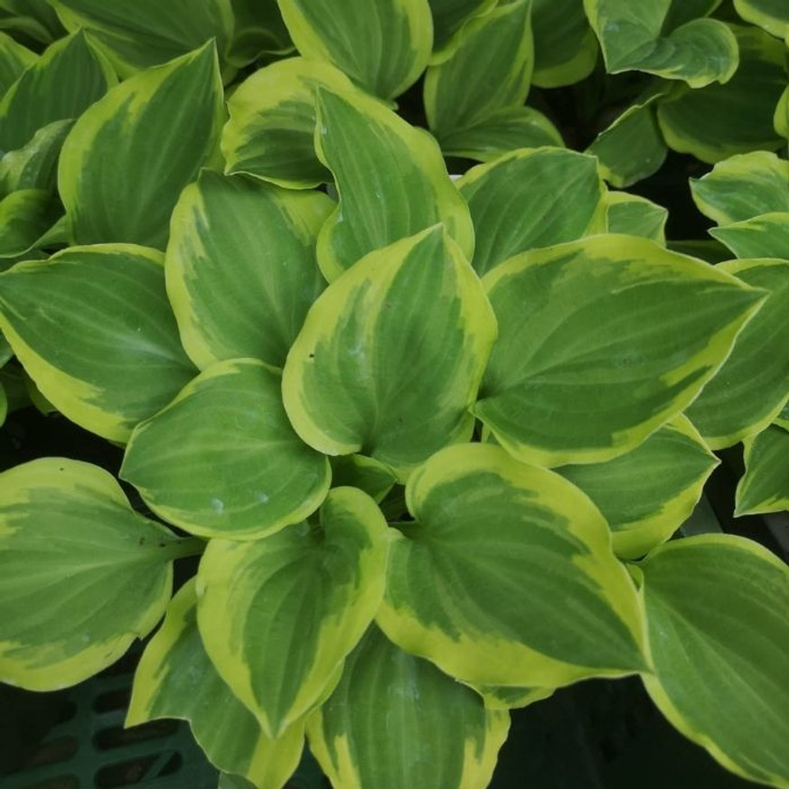Hosta Golden Tiara CS14 - Árnyékliliom Hosta Golden Tiara CS14 - Árnyékliliom