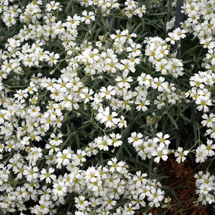 Gypsophila repens Filou White - Fehér havasi fátyolvirág