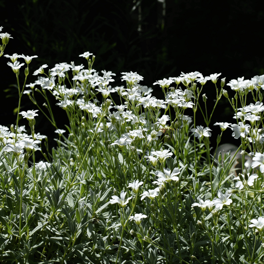 Gypsophila repens Filou White - Fehér havasi fátyolvirág Gypsophila repens Filou White - Fehér havasi fátyolvirág