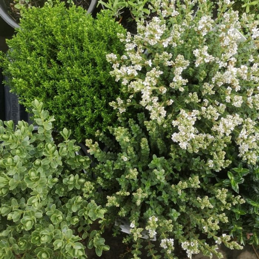 Hebe x hybrida MIX - Veronikacserje Hebe x hybrida MIX - Veronikacserje