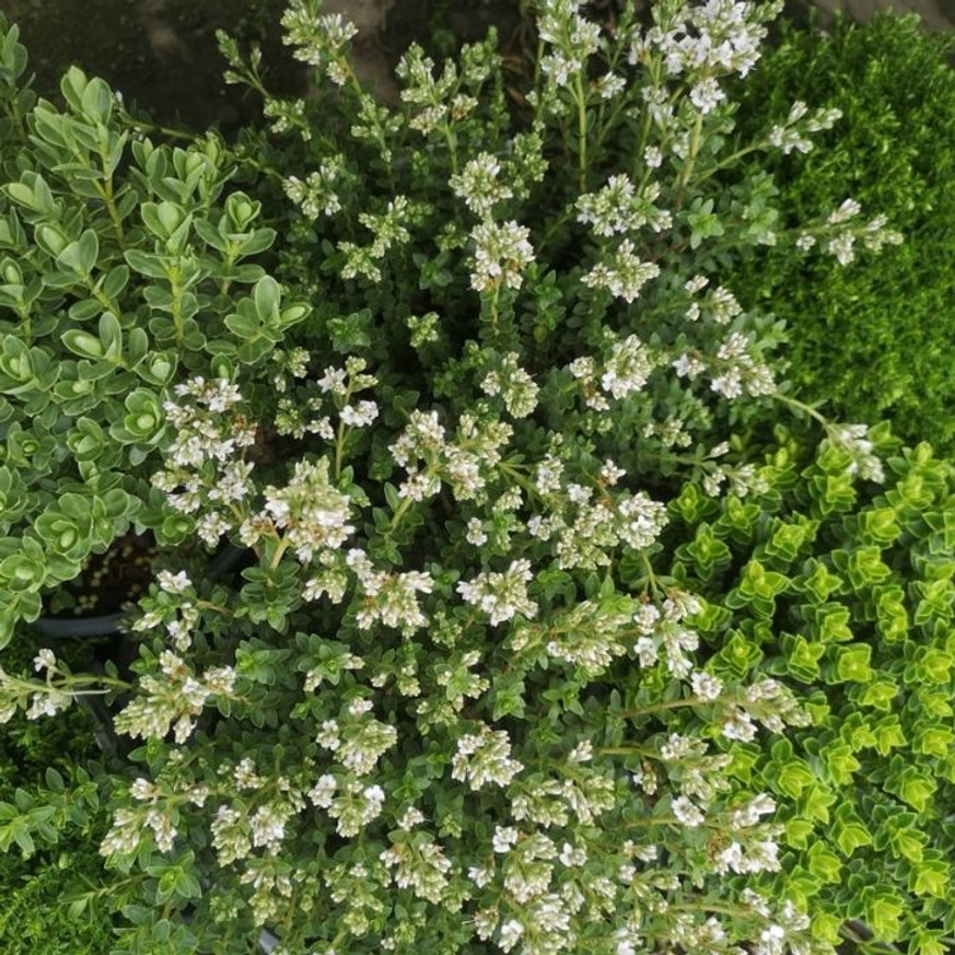 Hebe x hybrida MIX - Veronikacserje Hebe x hybrida MIX - Veronikacserje