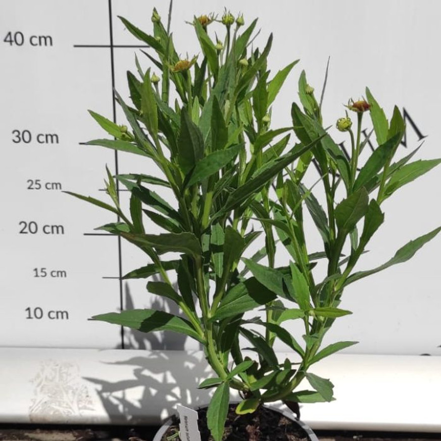 Helenium autumnale - Napfényvirág