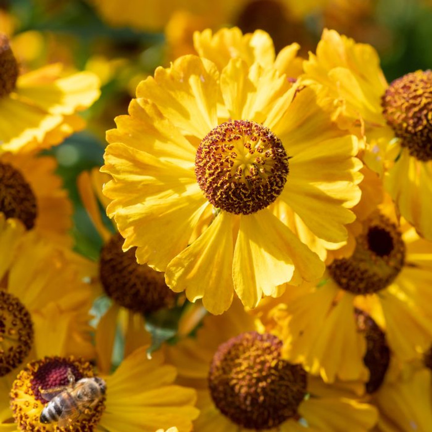 Helenium autumnale - Napfényvirág