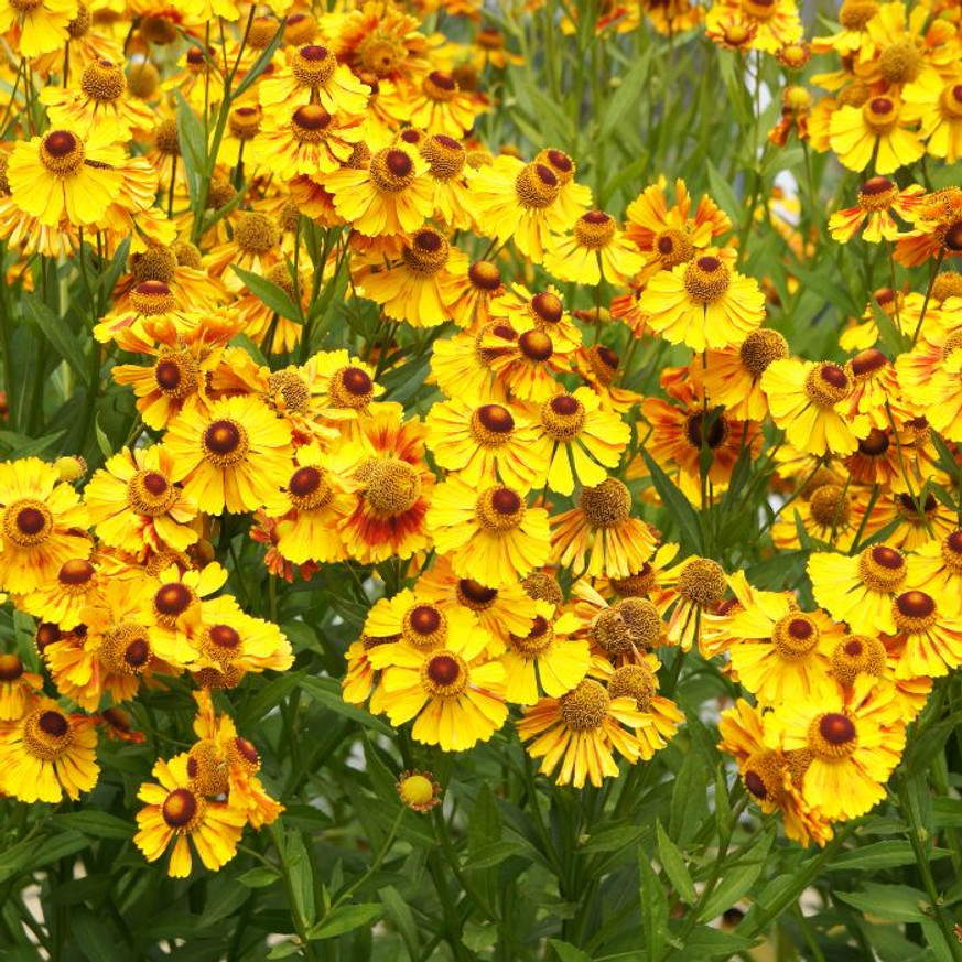 Helenium autumnale - Napfényvirág