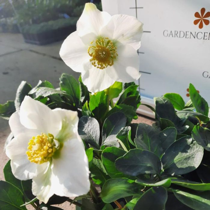 Helleborus niger - Fekete hunyor